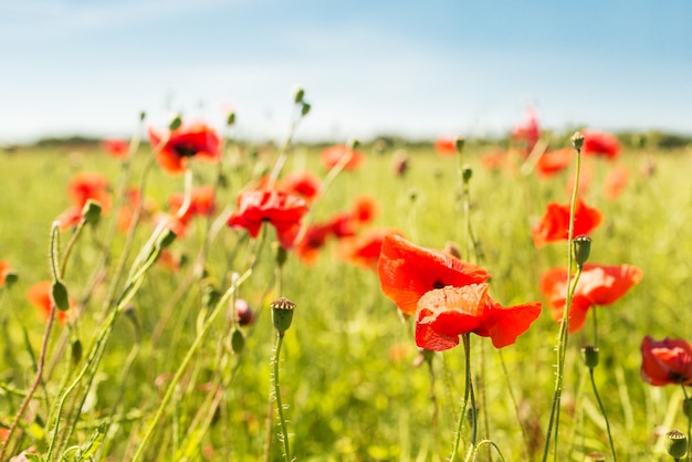 concepto de felicidad, naturaleza, verano y vacaciones - campo de amapolas floreciente