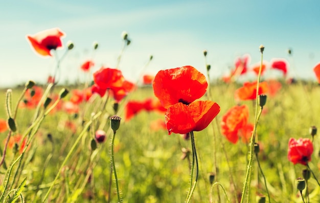 concepto de felicidad, naturaleza, verano y vacaciones - campo de amapolas floreciente