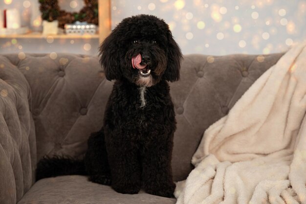 Concepto de Feliz Navidad divertido perro de Navidad