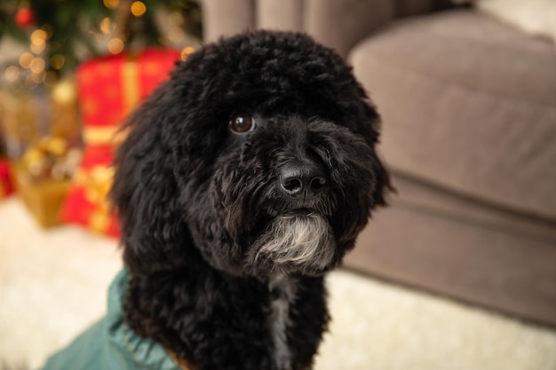 Concepto de Feliz Navidad divertido perro de Navidad