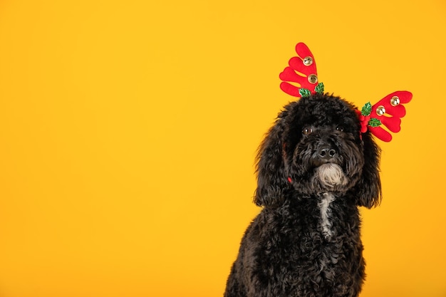 Concepto de Feliz Navidad Navidad perro espacio para texto