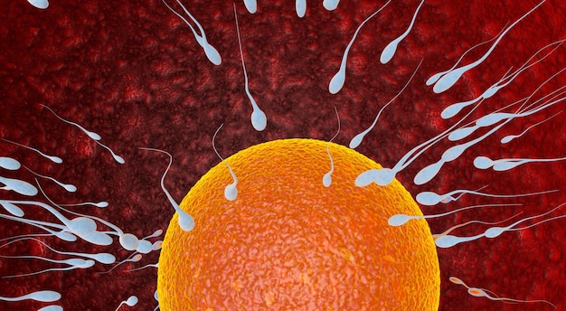 Concepto de fertilización de óvulos y espermatozoides y fertilización de espermatozoides Foto Premium