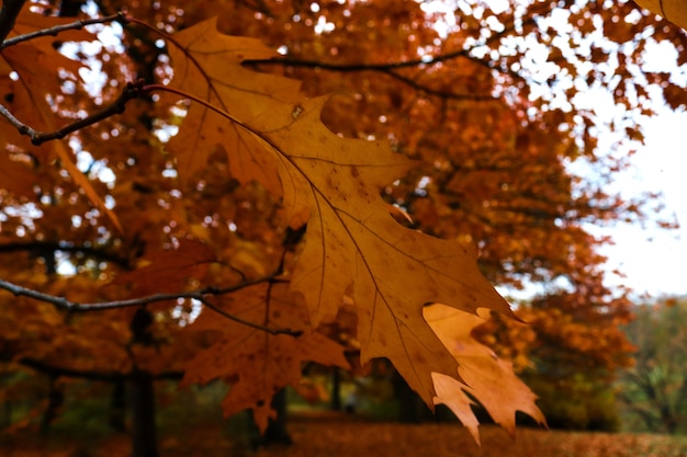 Concepto de finales de otoño hojas de roble marrón en los árboles en el parque público Textura de fondo natural