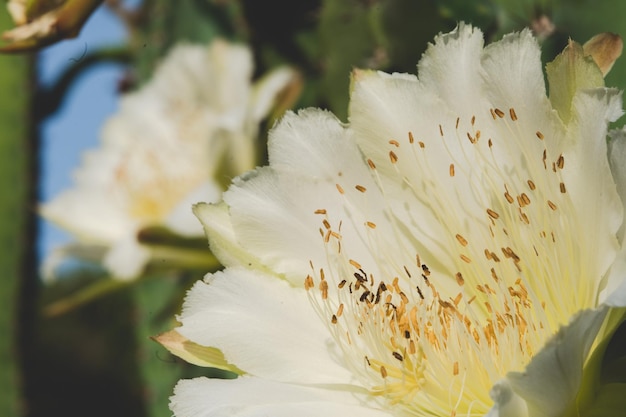Concepto de flor de cactus blanco flor hermosa planta flor flora fondo en la mañana verde naturaleza botánica jardín del desierto decoración floral macro disparo de espina Castillo de cuento de hadas