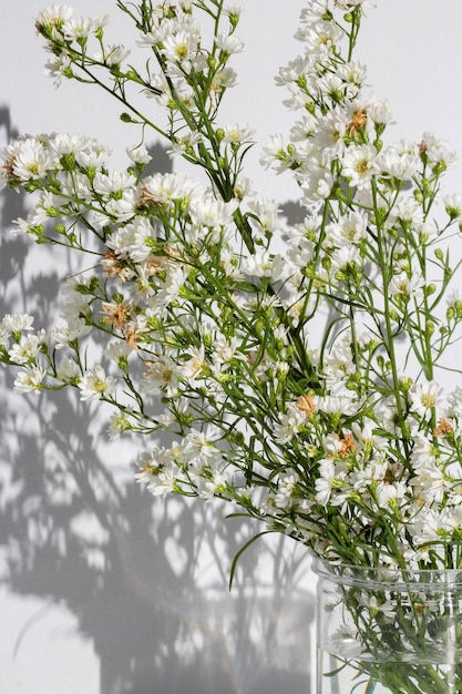 Concepto de flor hermosa Inflorescencia de cortador blanco floreciente en jarrón sobre fondo blanco