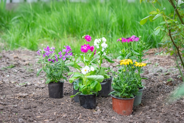 Concepto de flores en macetas para plantar en un parterre, enfoque selectivo