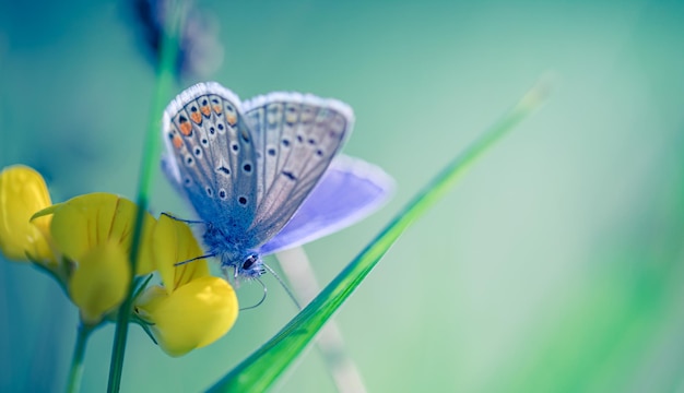 Concepto de fondo de naturaleza. Hermosa mariposa de pradera de verano. Primer plano inspirador de la naturaleza.