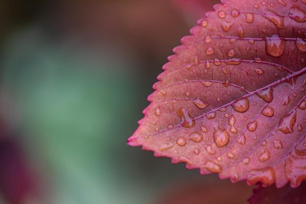 Concepto de fondo de naturaleza. Hermoso patrón tropical de verano. Primer plano de la naturaleza inspiradora