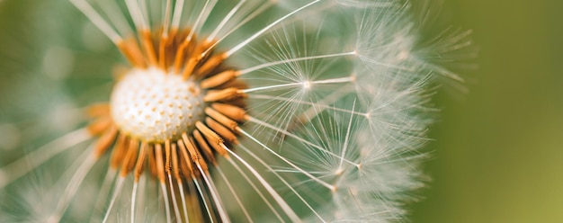 Concepto de fondo de naturaleza. Hermoso prado macro de diente de león. Resumen de primer plano de naturaleza inspiradora