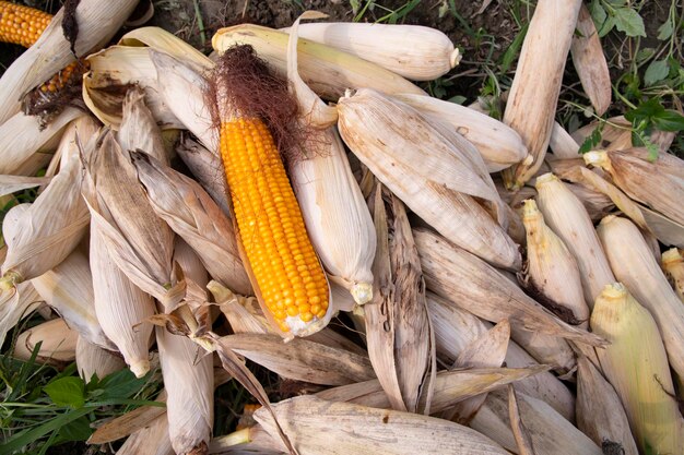 Un concepto de fondo de textura agrícola de mazorcas de maíz orgánicas maduras en el campo