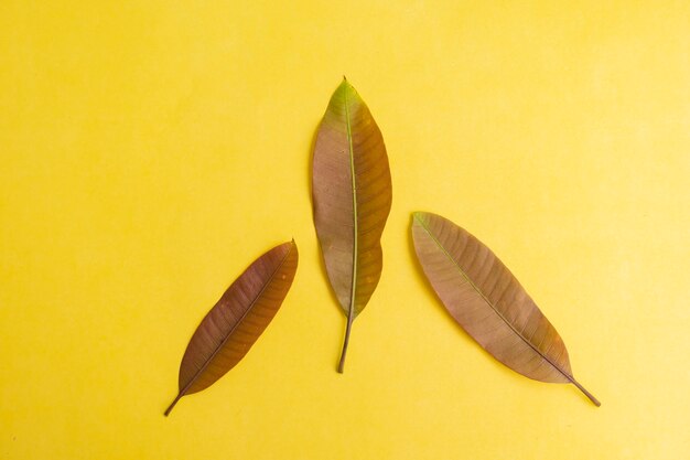 Concepto de fondo de verano. Hojas de mango aisladas sobre fondo de papel amarillo.