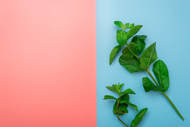 Concepto de fondo de verano en rodajas de menta sobre fondo rosa y azul