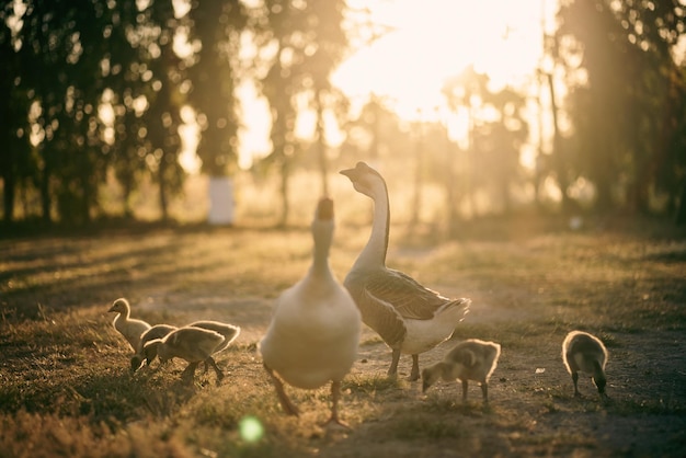 Concepto de granja de animales bandada de gansos que viven en el campo natural de la cría de aves al aire libre pato blanco y bandada de gansos en concepto agrícola