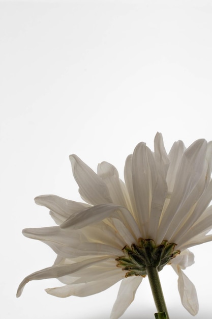 Concepto de hermosa flor Crisantemo grande blanco floreciente aislado sobre fondo gris