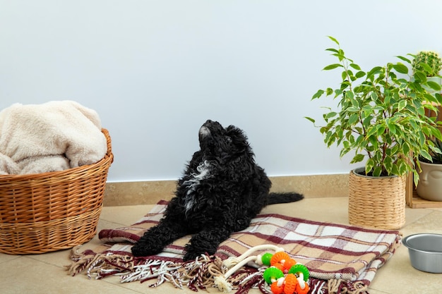 Concepto de hogar mascota juguete negro poodlu