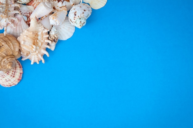 Concepto de horario de verano con conchas de mar sobre un fondo azul.