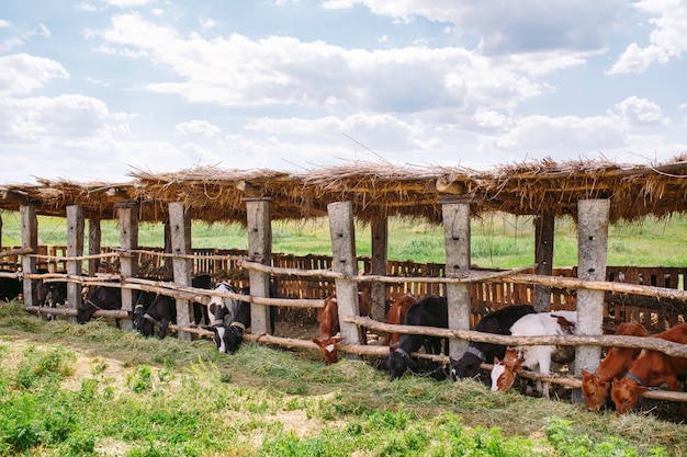 Foto concepto de industria agrícola, ganadería y ganadería, rebaño de vacas en establo en granja lechera