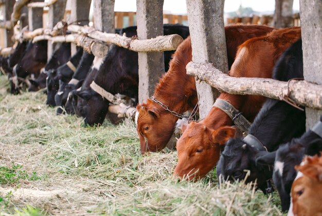 Concepto de industria agrícola, ganadería y ganadería. Rebaño de vacas en establo en granja lechera