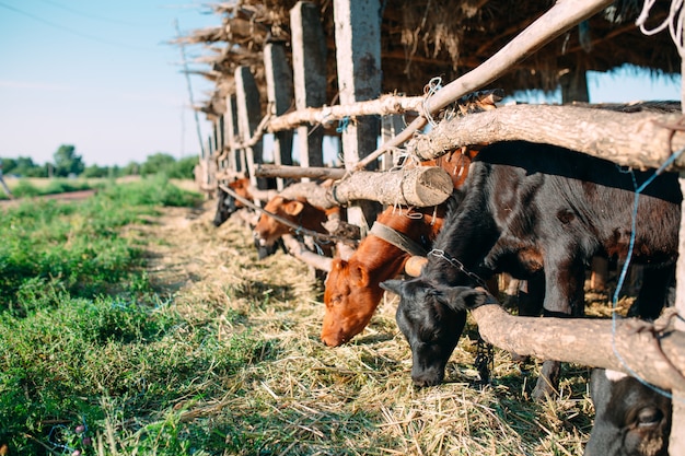 Concepto de industria agrícola, ganadería y ganadería.