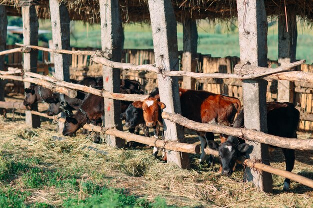 Concepto de industria agrícola, ganadería y ganadería.