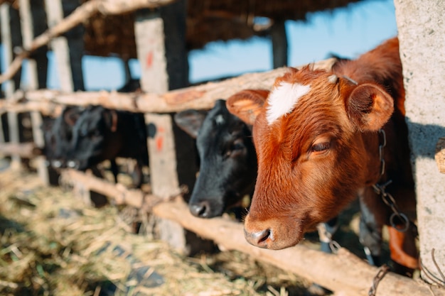 Concepto de industria agrícola, ganadería y ganadería.