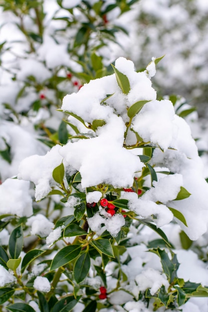 Concepto de invierno y navidad