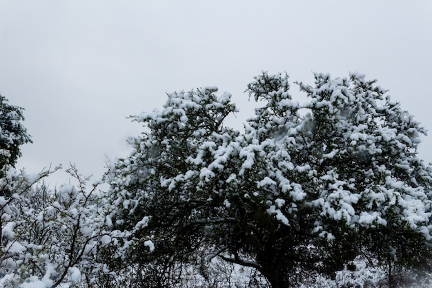 Concepto de invierno. ramas de árboles cubiertos de nieve