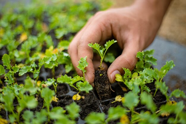 Concepto de jardinería un agricultor que trae plántulas en macetas de vivero preparándose para crecer en las parcelas del suelo.