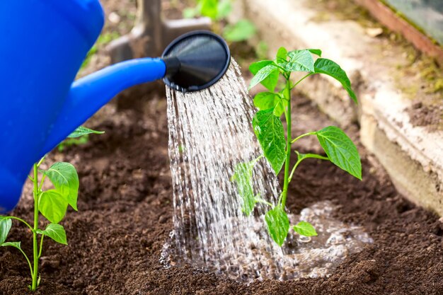 Concepto de jardinería, agricultura y agricultura. Riego de plántulas de tomate en invernadero.