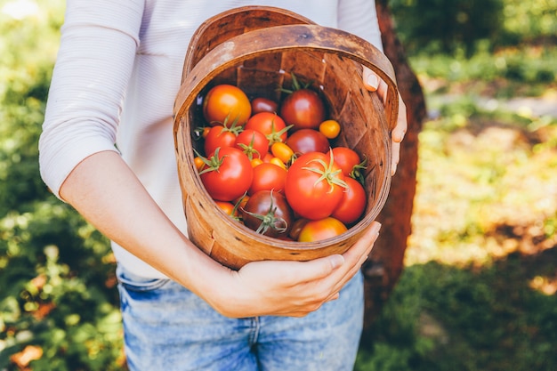 Concepto de jardinería y agricultura. Manos del trabajador de granja de la mujer joven que sostienen la cesta que escoge los tomates orgánicos maduros frescos en jardín. Productos de invernadero. Producción de alimentos vegetales.