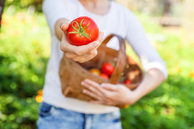 Concepto de jardinería y agricultura. Mujer joven trabajadora agrícola manos sosteniendo cesta recogiendo tomates orgánicos maduros frescos en el jardín. Productos de invernadero. producción de alimentos vegetales