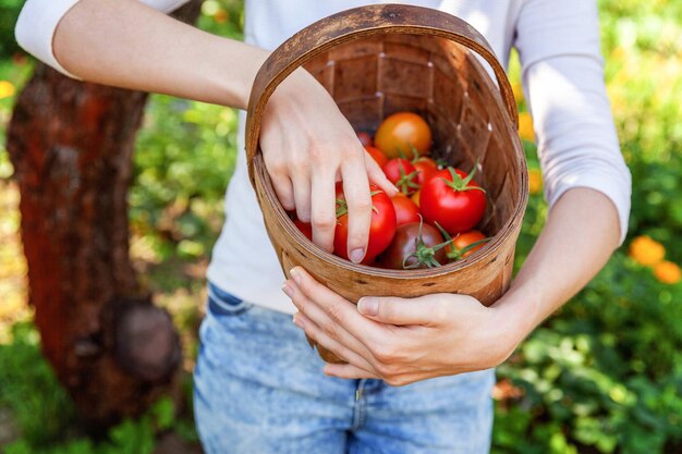 Concepto de jardinería y agricultura. Mujer joven trabajadora agrícola manos sosteniendo cesta recogiendo tomates orgánicos maduros frescos en el jardín. Productos de invernadero. producción de alimentos vegetales