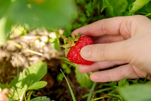 Concepto de jardinería y agricultura mujer trabajadora agrícola cosechando a mano fresa roja madura en el jardín wo