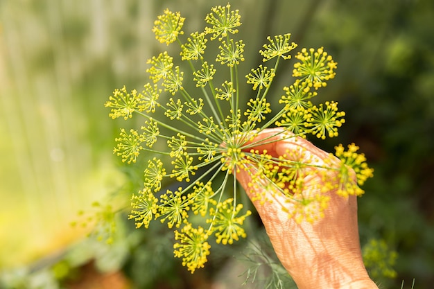 Concepto de jardinería y agricultura Mujer trabajadora agrícola mano cosecha verde fresco maduro orgánico eneldo en la cama del jardín Eco saludable orgánico producción de alimentos cultivados en casa Mujer agricultora recogiendo hierbas aromáticas