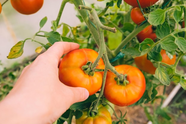 Concepto de jardinería y agricultura mujer trabajadora agrícola recogiendo a mano tomates orgánicos maduros frescos greenho