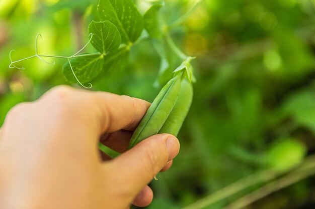 Concepto de jardinería y agricultura trabajadora agrícola mano cosecha verde fresco guisantes orgánicos maduros o