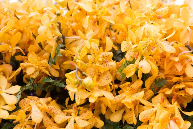 concepto de jardinería, botánica, textura y flora - hermosas flores de orquídeas