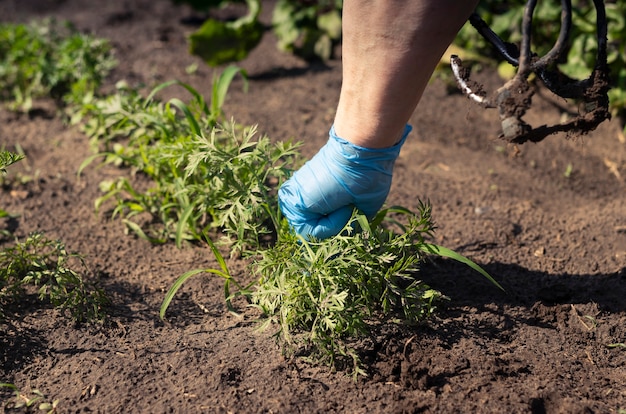 Concepto de jardinería mano femenina en guantes de trabajo quitando las malas hierbas en el campo de hortalizas