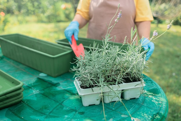 Concepto de jardinería manos femeninas trasplanta la planta de lavanda en maceta de cerámica al aire libre pho de alta calidad