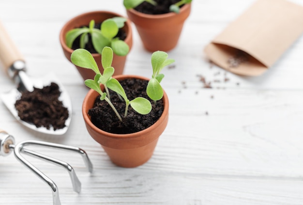 Concepto de jardinería plantación en el hogar