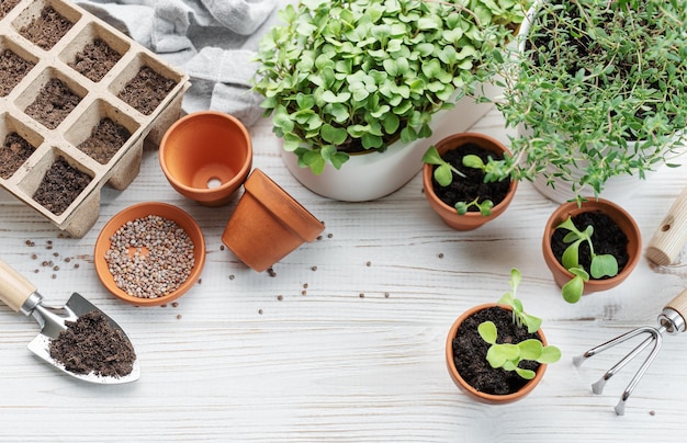 Concepto de jardinería plantación en el hogar