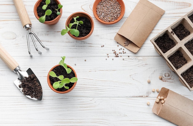 Concepto de jardinería plantando en casa.