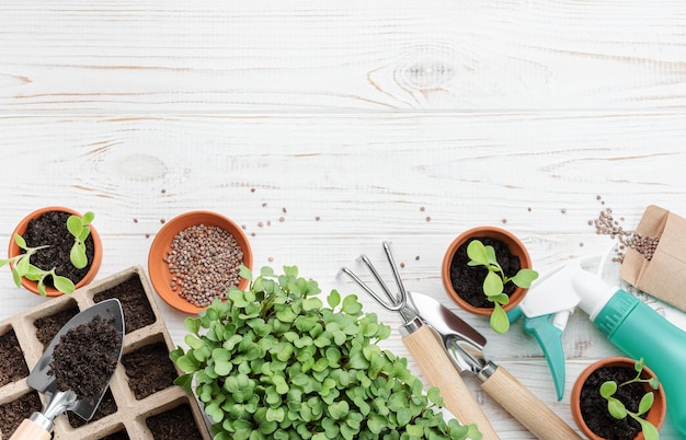 Concepto de jardinería plantando en casa.