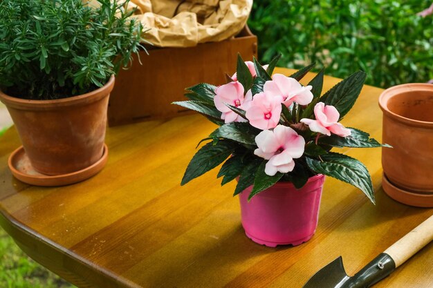 Concepto de jardinería Plantas con flores en macetas al aire libre