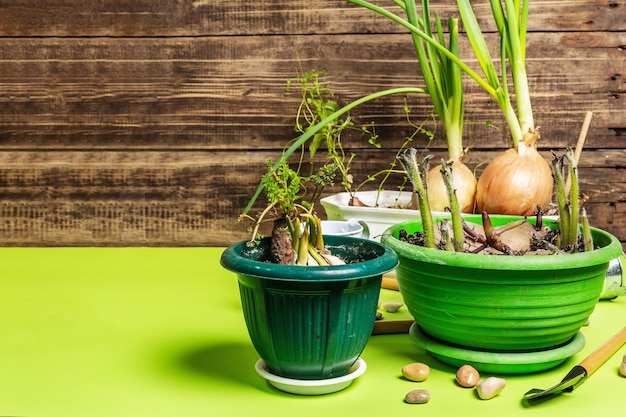 Concepto de jardinería y siembra de primavera. Herramientas, regadera, maceteros, baldes, piedras decorativas.