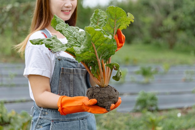 Concepto de jardinero femenino un guardián femenino sosteniendo la planta con cuidado y comprobando su apariencia exterior antes de enviarla a vender.