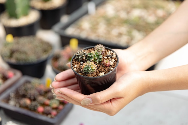 Concepto de jardinero femenino varios cactus diminutos en la olla de plástico negro sostenida por las dos manos del que llevaba delantal de mezclilla.