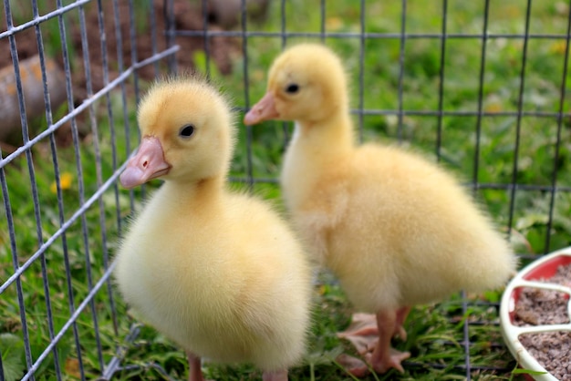 El concepto de mantener animales y pájaros encerrados en jaulas Patitos lindos en una jaula