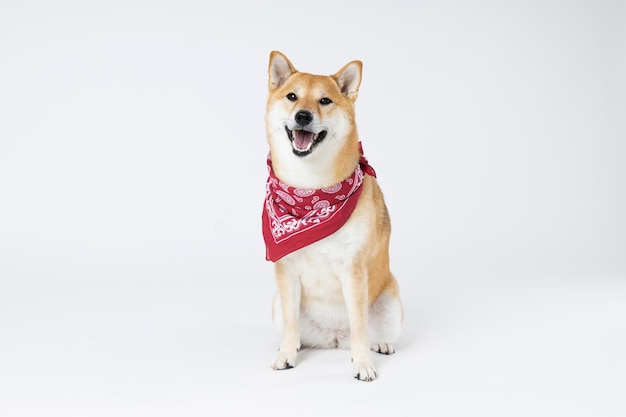 Concepto de mascota con lindo perro Shiba Inu