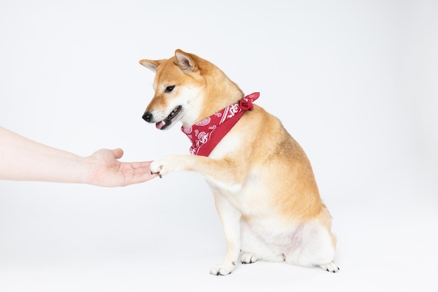 Concepto de mascota con lindo perro Shiba Inu